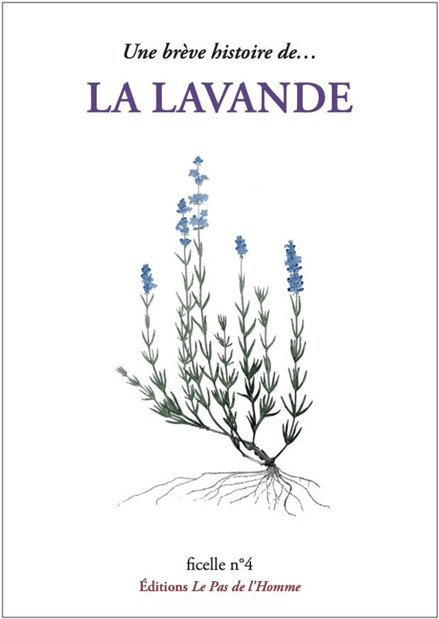 Ficelle n°4 : Une brève histoire de la lavande